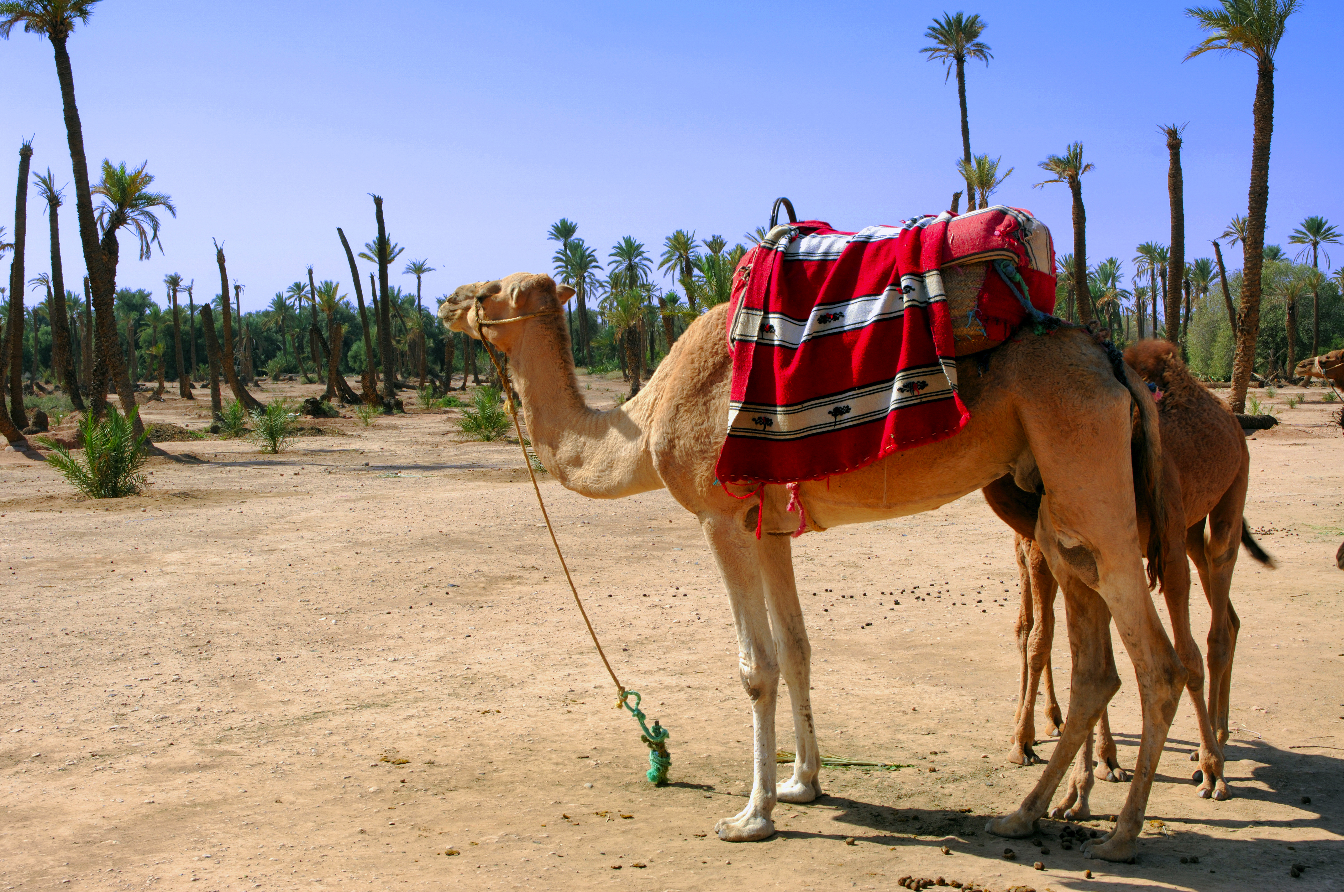 camel tours marrakech